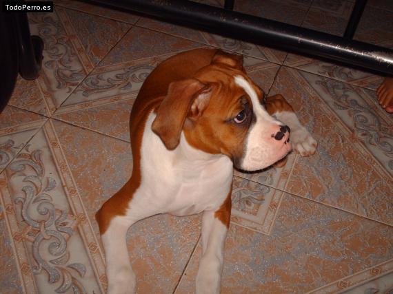 Foto del perro Tobak