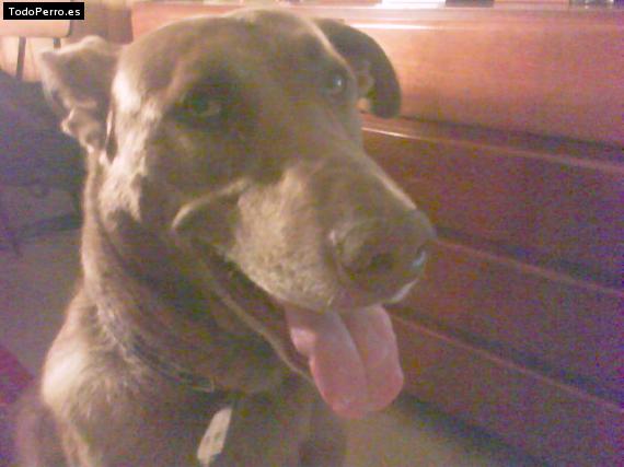 La foto del perro Roy Foto del perro Roy