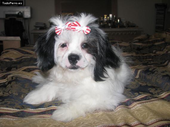 Foto del perro Toty
