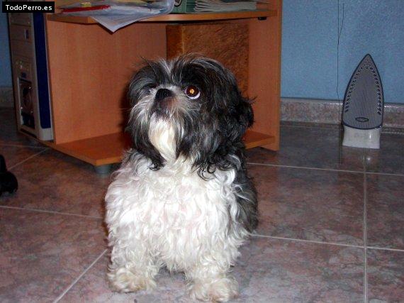 Foto del perro Wilma
