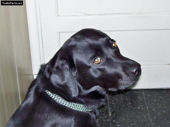 La foto del perro Morena Foto del perro Morena