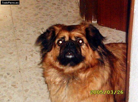 Foto del perro Bolti