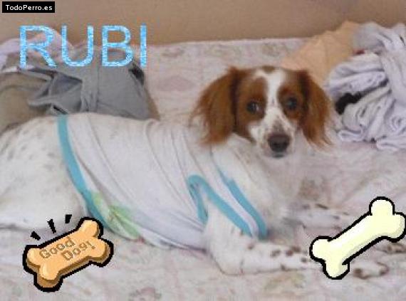 La foto del perro Rubi Foto del perro Rubi