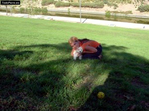 La foto del perro Cody Foto del perro Cody