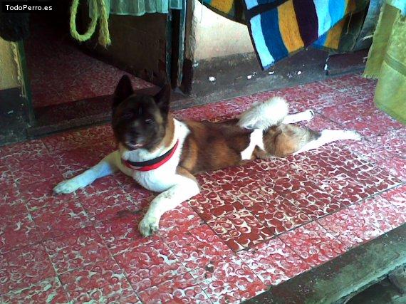 La foto del perro Rex Foto del perro Rex