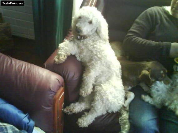 Foto del perro Sam