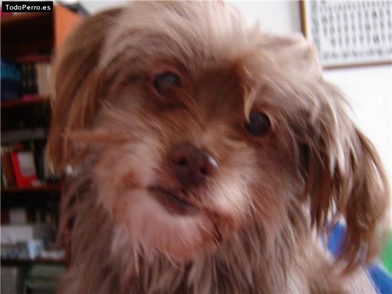 Foto del perro Conan