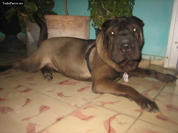 La foto del perro