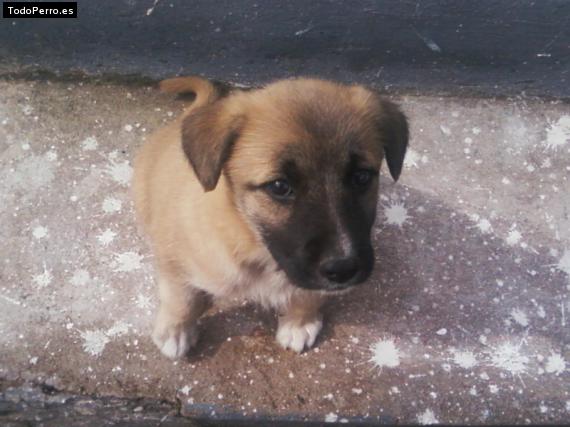 La foto del perro Rocko Foto del perro Rocko