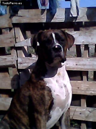 Foto del perro Indio