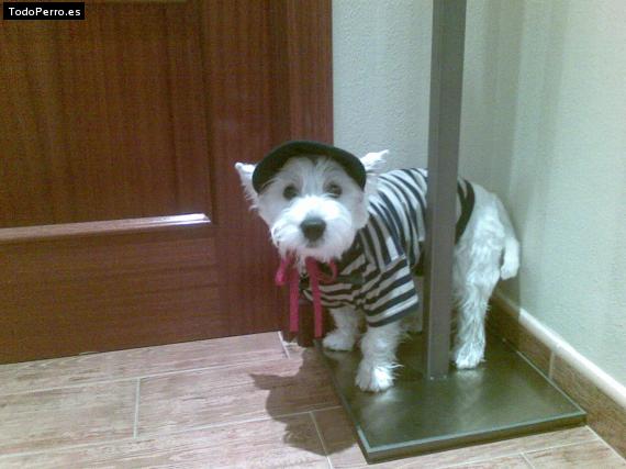 Foto del perro Terry