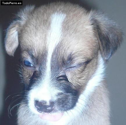 Foto del perro Jaller