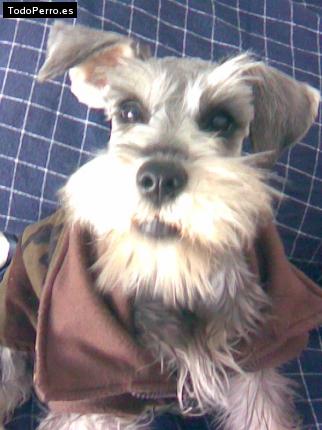 Foto del perro Max