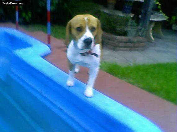 La foto del perro