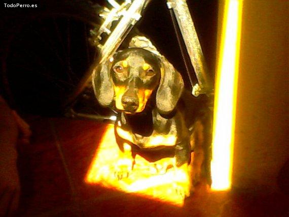 La foto del perro