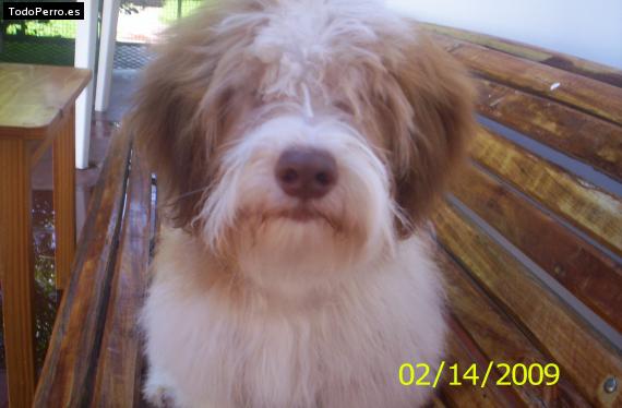 Foto del perro Tobi