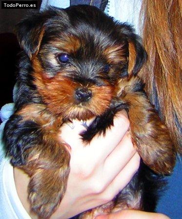 La foto del perro Wendy Foto del perro Wendy