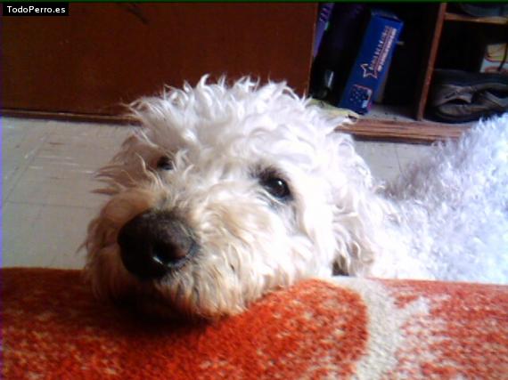 Foto del perro Rocky