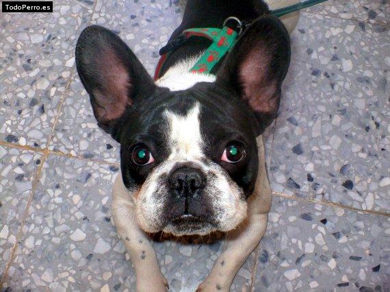 La foto del perro Liro Foto del perro Liro