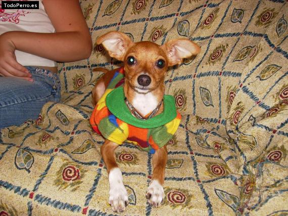 Foto del perro Cuca