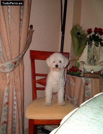 La foto del perro Roki Foto del perro Roki