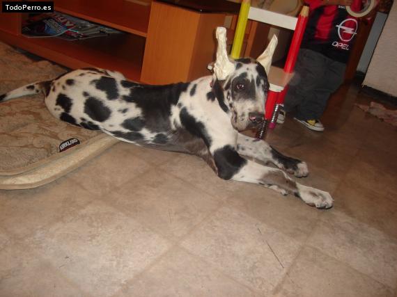 Foto del perro Jango