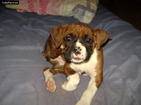 Foto del perro Dora