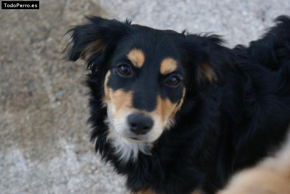 Foto del perro Wolfa