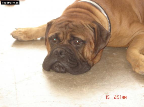 La foto del perro Rusty Foto del perro Rusty