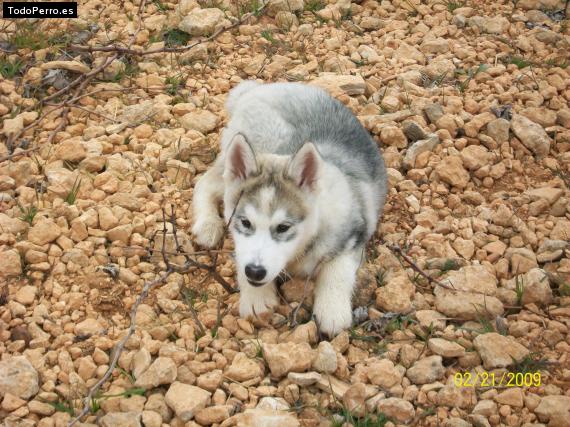 Foto del perro Kun