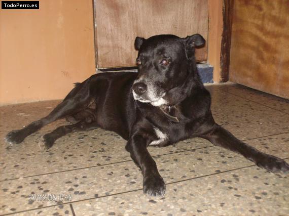 La foto del perro Rambo Foto del perro Rambo