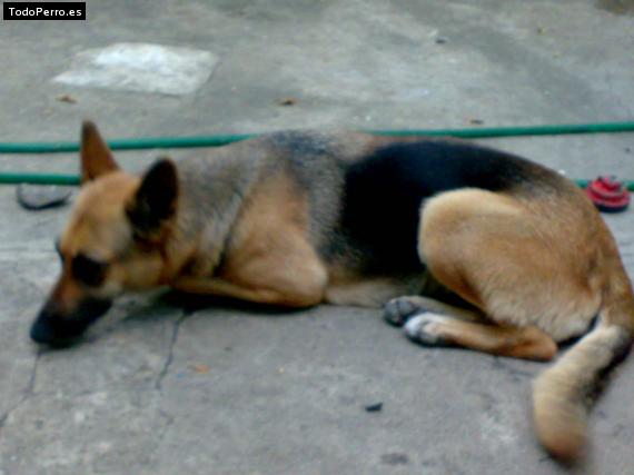 La foto del perro