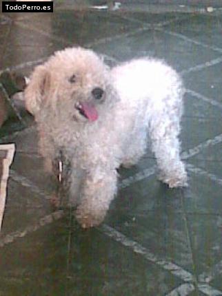 Foto del perro Coqueta