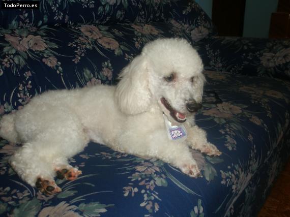 Foto del perro Chiqui