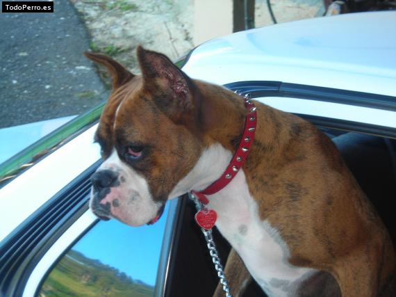 Foto del perro Rania