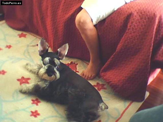 Foto del perro Randal