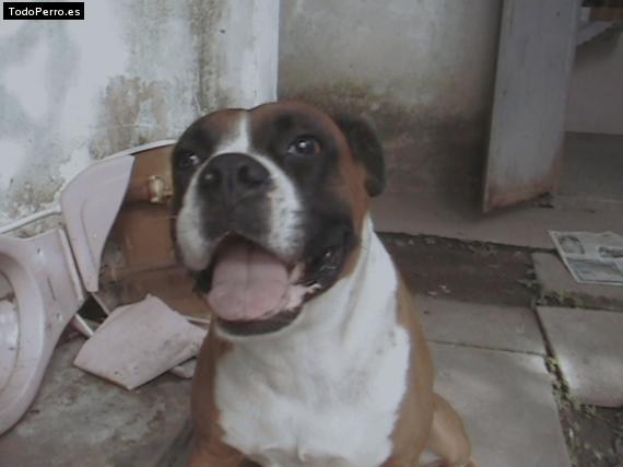Foto del perro Rocky