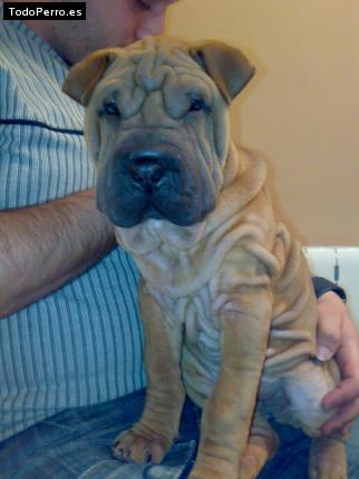 Foto del perro Kyra
