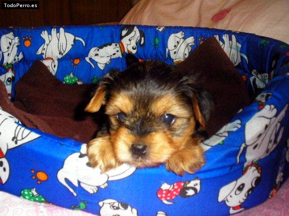 Foto del perro Toby