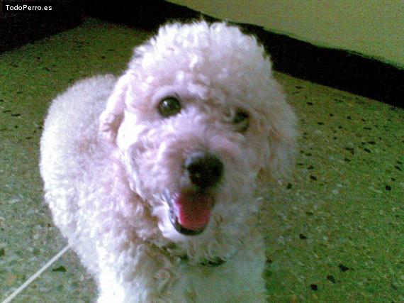 Foto del perro Chiquito