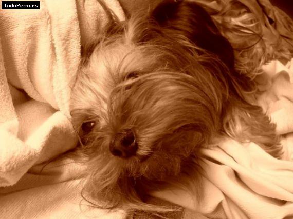 La foto del perro Chulin Foto del perro Chulin