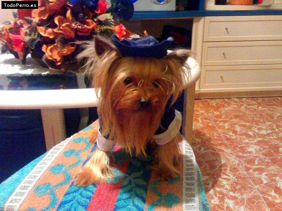 La foto del perro Regaliz Foto del perro Regaliz