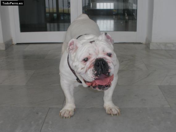 Foto del perro Junko