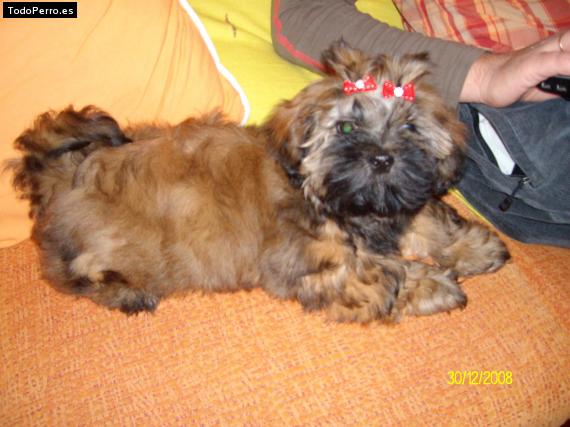 Foto del perro Chiper