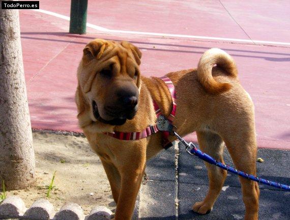 La foto del perro
