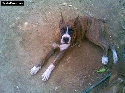 Foto del perro Rocky
