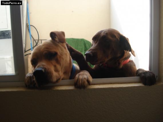 La foto del perro Luiggy y hersey Foto del perro Luiggy y hersey