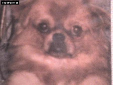Foto del perro Colby
