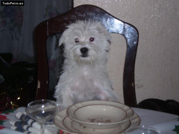 Foto del perro Hio