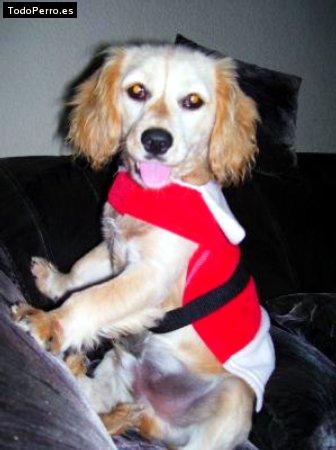 Foto del perro Shopper